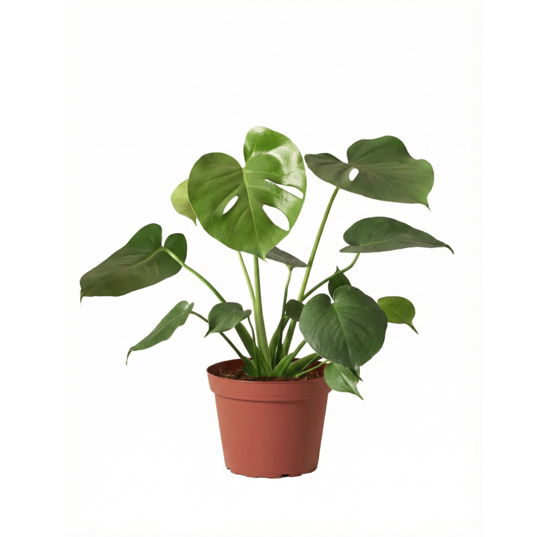 monstera deliciosa botanic Monstera Deliciosa
