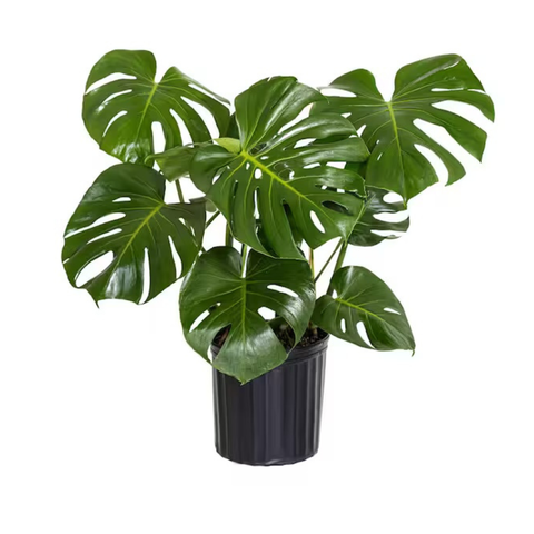 filodendron monstera deliciosa Monstera Deliciosa