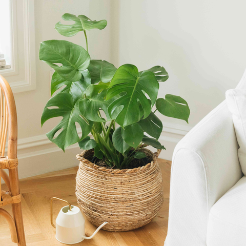 Monstera Deliciosa