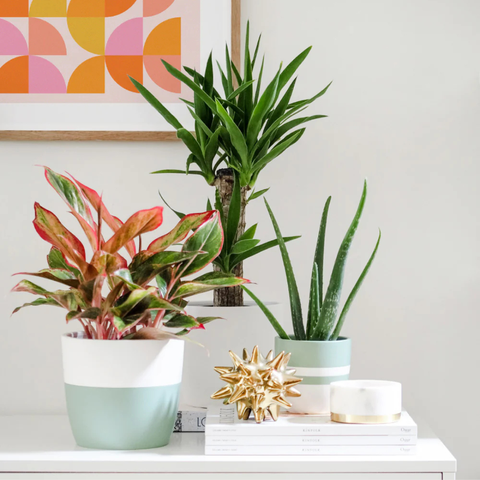 A new plant. Every month.