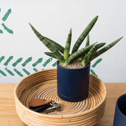 Navy Blue Ceramic Planter