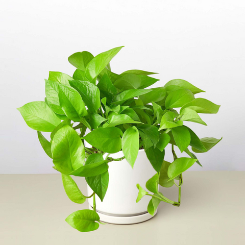 Neon Pothos