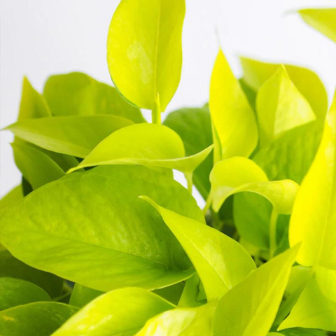 Neon Pothos