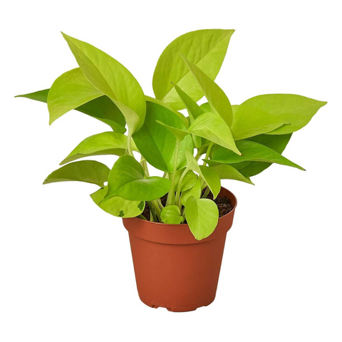 Neon Pothos