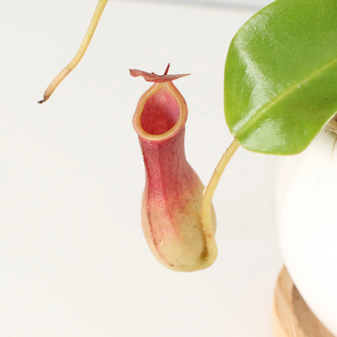 Nepenthes Alata (Pitcher Plant) Basket