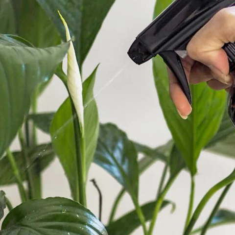 Organic Houseplant Care Spray