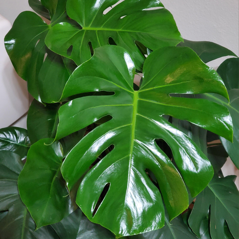 Organic Houseplant Care Spray