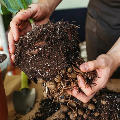 Organic Potting Mix for Houseplants
