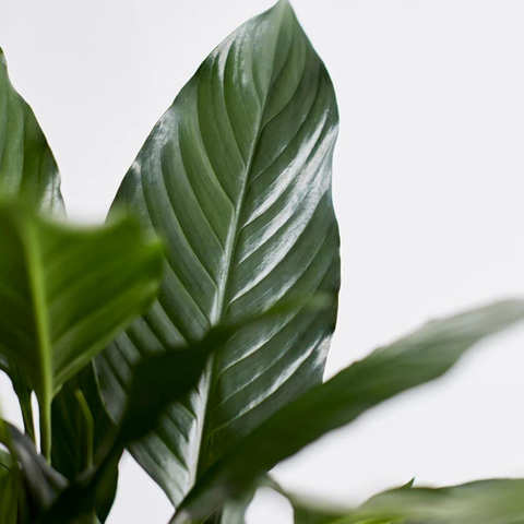 Peace Lily (Spathiphyllum)