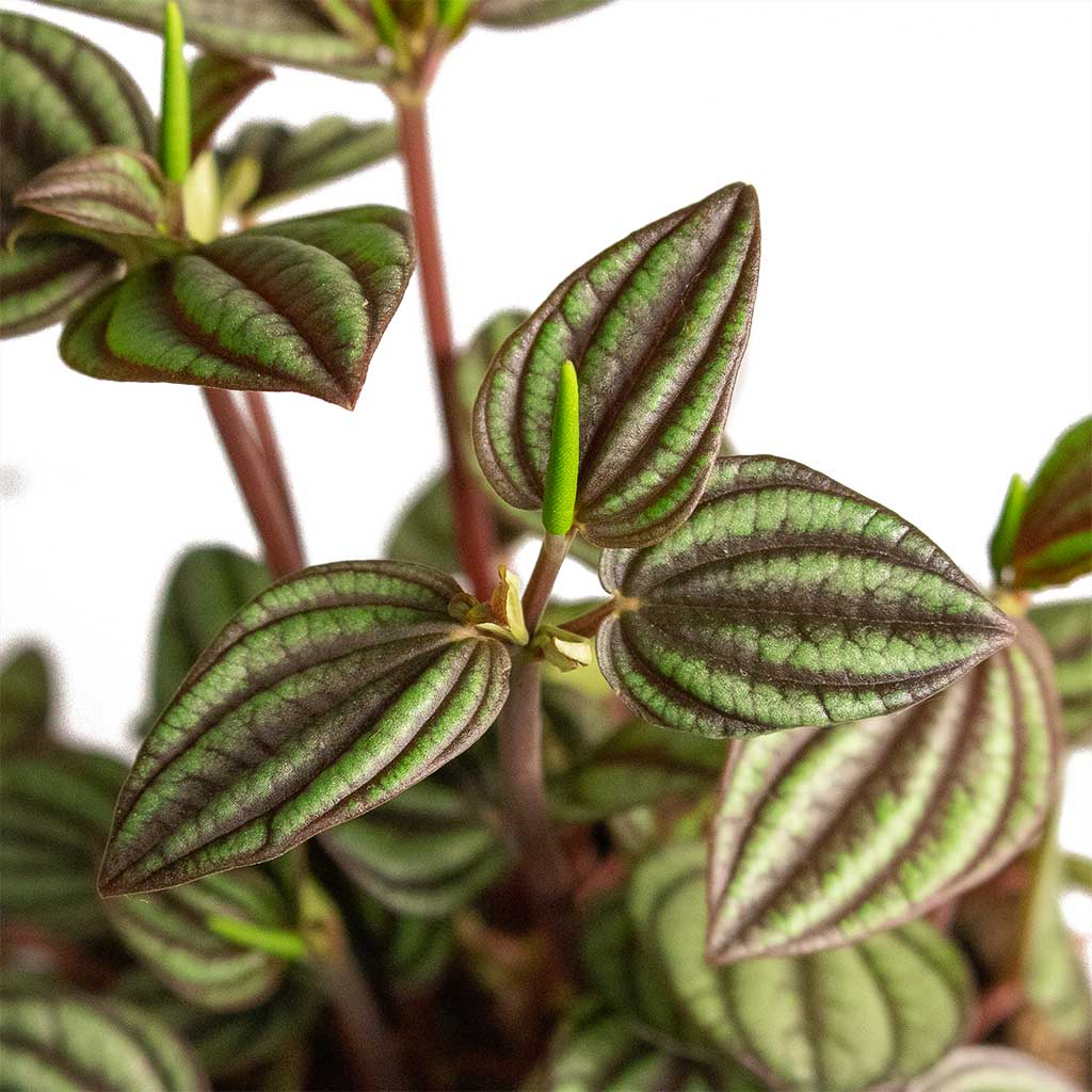 The Botanical Bar Peperomia Piccolo Banda - Thumbnail 2