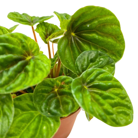 Peperomia Caperata ‘Green’