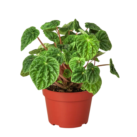 Peperomia Caperata ‘Green’