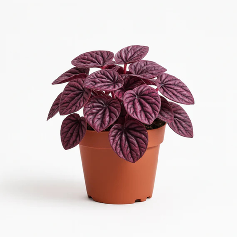 Peperomia Caperata ‘Purple’