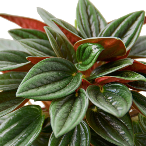 Peperomia Ccaperata ‘Little Rosso’
