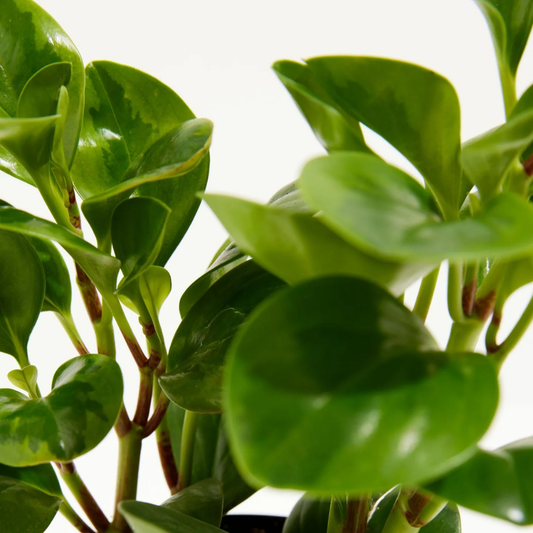 Peperomia Lemon Lime