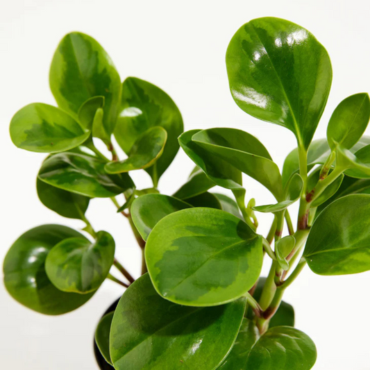 Peperomia Lemon Lime