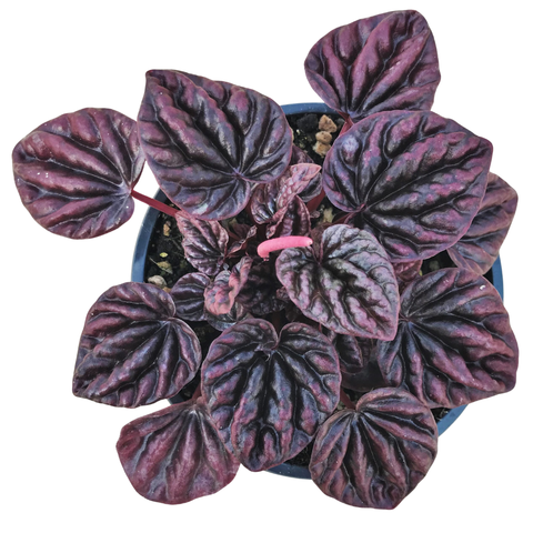 Peperomia Caperata ‘Purple’