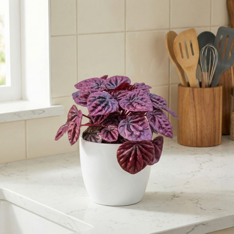 4" Peperomia Caperata ‘Purple’