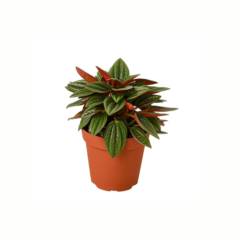 Peperomia Ccaperata ‘Little Rosso’