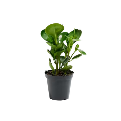 Peperomia Lemon Lime