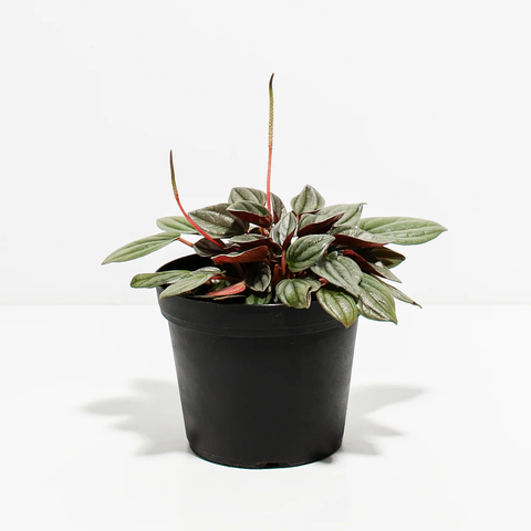 4" Peperomia ‘Santorini'