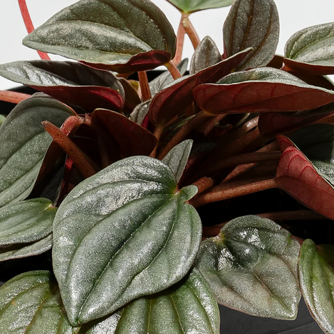 4" Peperomia ‘Santorini'