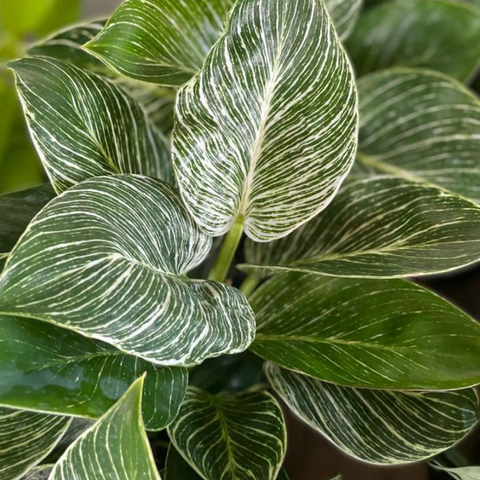 Philodendron Birkin