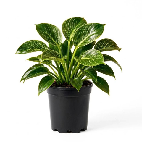 Philodendron Birkin