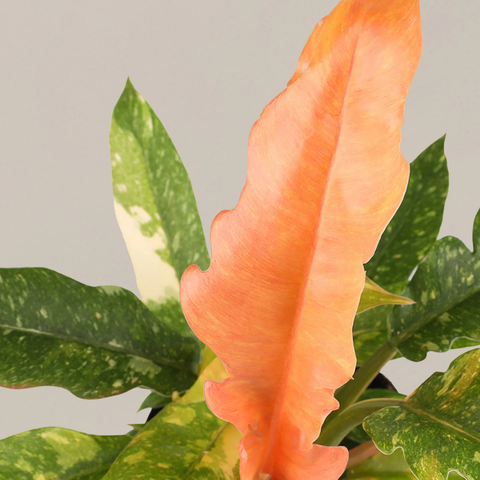 Philodendron Ring of Fire