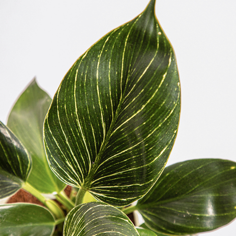 Philodendron Birkin