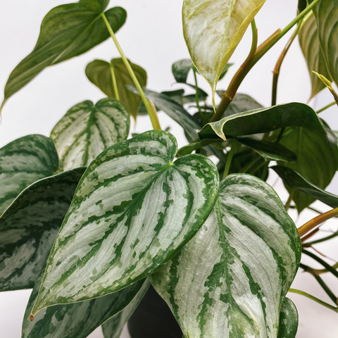 brandi philodendron hanging Philodendron Brandi 4" Philodendron Brandi