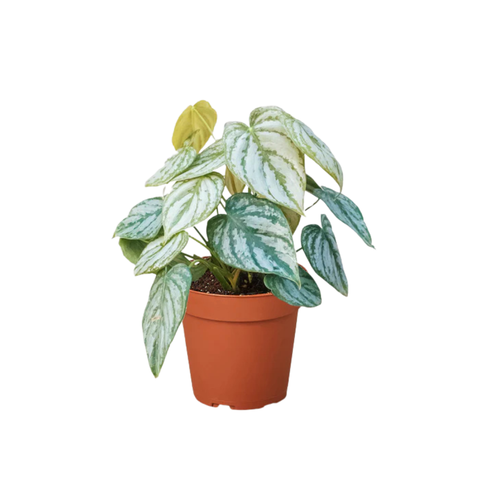 brandi philodendron hanging Philodendron Brandi 4" Philodendron Brandi