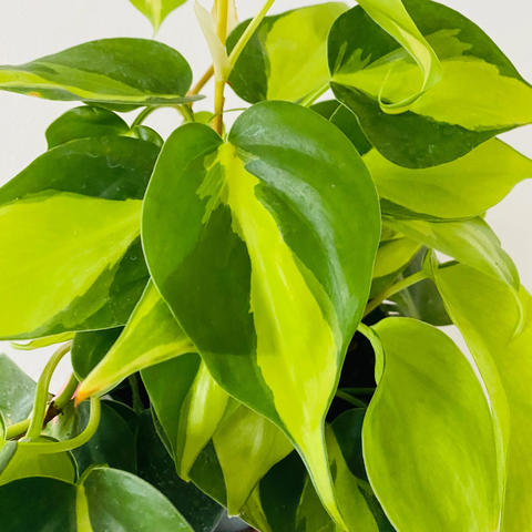 Philodendron Brasil (Philodendron hederaceum)