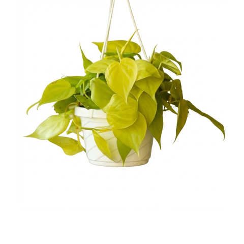 lemon lime vining philodendron Philodendron Lemon Lime 4"