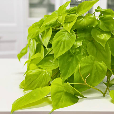 Philodendron Lemon Lime