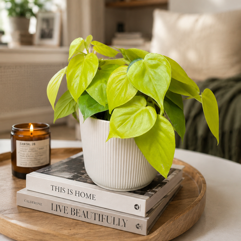 Philodendron Lemon Lime