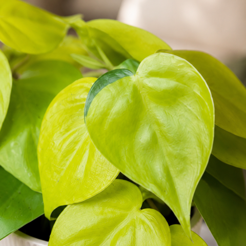 Philodendron Lemon Lime