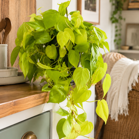 Philodendron Lemon Lime