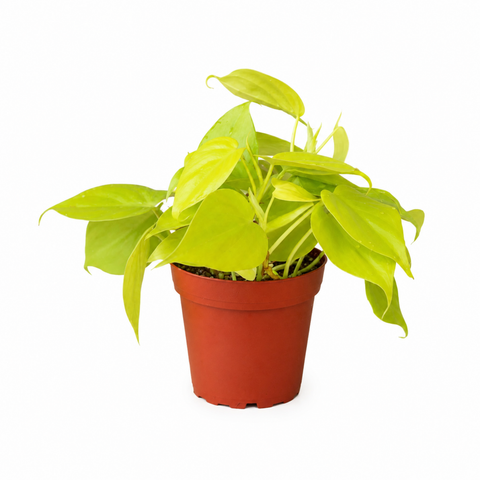 Philodendron Lemon Lime