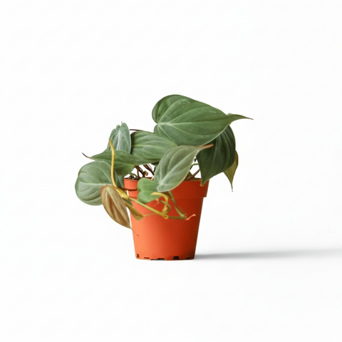 Philodendron Mican