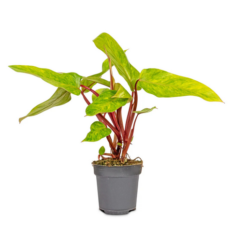 Painted Lady Philodendron