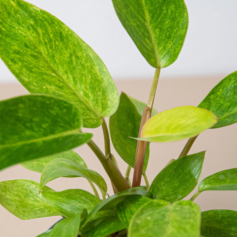 Painted Lady Philodendron