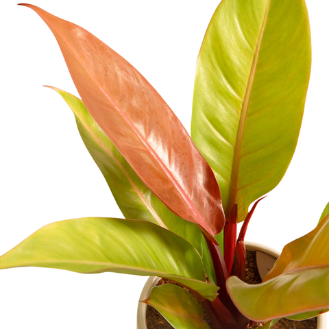 4" Philodendron ‘Prince of Orange’