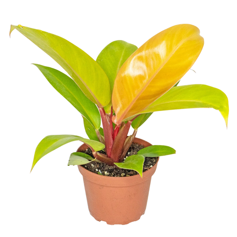 4" Philodendron ‘Prince of Orange’