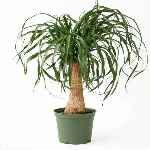 ponytail succulent Ponytail Palm (Beaucarnea recurvata)