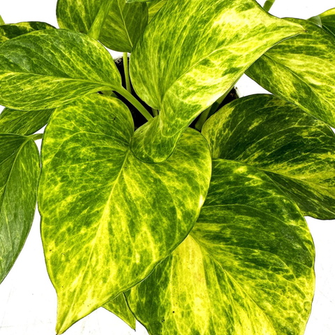 Pothos Neon Queen