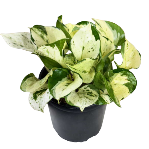 Pothos ‘Manjula’