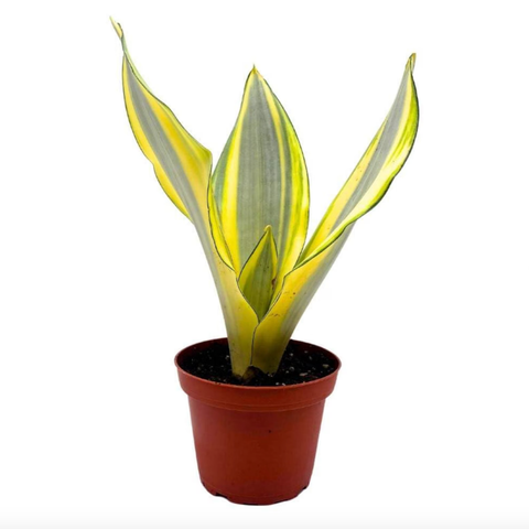 Rare Sansevieria trifasciata 'Ghost'