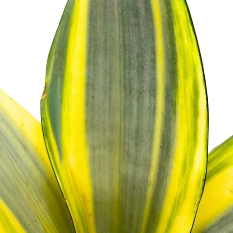 Rare Sansevieria trifasciata 'Ghost'