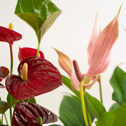 Red Anthurium